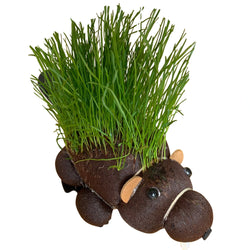 Image of Grow Your Own Hairy Beaver